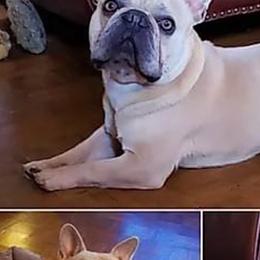 French Bulldogs from 77 Farm