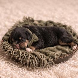 Peter - Black tri-color male Australian Shepherd puppy in Nicholasville, Kentucky from Sugar Creek Aussies