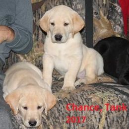 Labrador Retriever Puppies from C R Purdy Labs