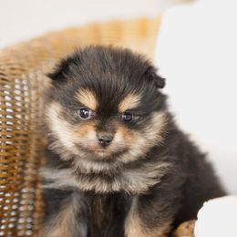 Sadie - Black and tan parti female Pomeranian puppy in Santa Clarita, California from Hollywood Mini Pets