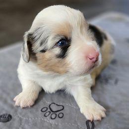 Cardigan Welsh Corgi Puppies from Savage Family Farm