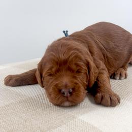 Peanut Butter Cup - Red  male Goldendoodle puppy in Hollister, Missouri from Wild Acres Goldendoodles