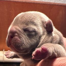 Boy 1 - Liver French Bulldog puppy in Thorp, Washington from PJG French Bulldogs