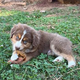 Bumi - Red tri male Miniature Australian Shepherd puppy in Shingletown, California from Whiskeytown Aussies