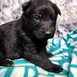 Red Collar Female - Black female German Shepherd puppy in Cadet, Missouri from Working Valley Shepherds