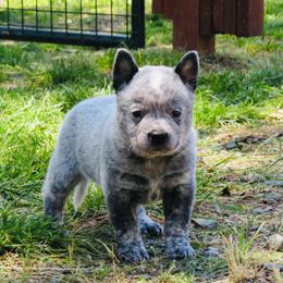 Axel - Blue male Australian Cattle Dog puppy in Redding, California from Macushla Kennel