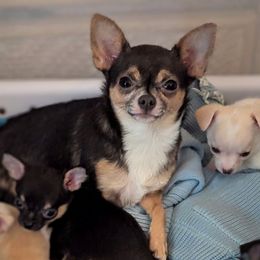 Secret - Chihuahua