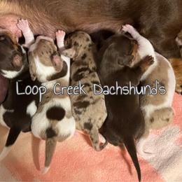 Peggy - Chocolate and tan female Dachshund puppy in Fayetteville, West Virginia from Loop Creek Dachshunds