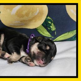 Nanna - Black and silver female Miniature Schnauzer puppy in Lebanon, Missouri from Cedar Glades Canines