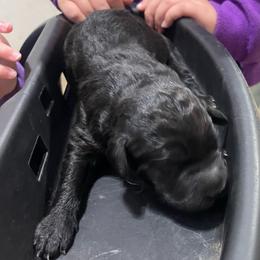 Boy 1 - Black male Labradoodle puppy in Craig, Nebraska from Top Knot Companions Poodles and Labradoodles