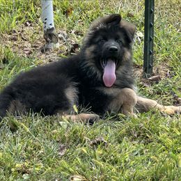 Zero - Black and red male German Shepherd puppy in Pana, Illinois from von Fenja German Shepherd Dogs