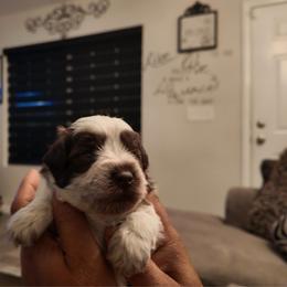 Mark - Parti male Miniature Schnauzer puppy in Hemet, California from Feshia's Miniature Schnauzers