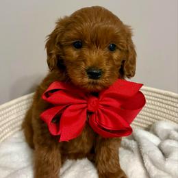 Mario - Red  male Goldendoodle puppy in Dayton, Tennessee from MK Goldendoodles