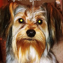 Piper - Yorkshire Terrier