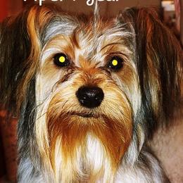 Piper - Yorkshire Terrier