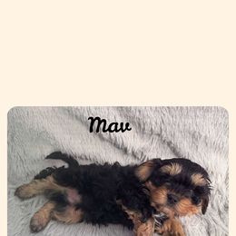 Cavapoo All Grown Up from Carolina Canines