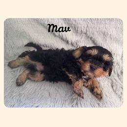 Cavapoo All Grown Up from Carolina Canines
