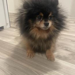 Nakita - Black and tan female Pomeranian puppy in Eastover, North Carolina from Tea-Cake Pomeranians of The Carolinas