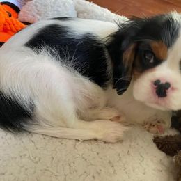 Cavalier King Charles Spaniel Puppies from CK Cavaliers