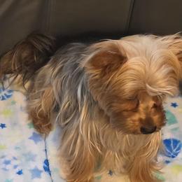 Lydia Skye - Yorkshire Terrier