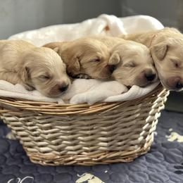 Boy 4 - Golden male Golden Retriever puppy in Albany, Georgia from Sassafras Goldens