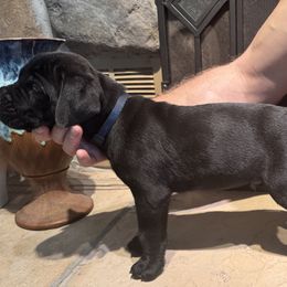 Cane Corso Puppies from Protectors in the Palms