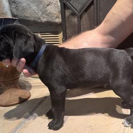 Cane Corso Puppies from Protectors in the Palms