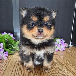 Pepper's Pennyroyal Tea - Royal - Black and tan female Pomeranian puppy in Plant City, Florida from Pepper's Pomeranians