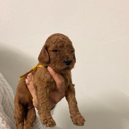 Dana - Red  female Goldendoodle puppy in Naples, Florida from Goldendoodles Of Naples,INC