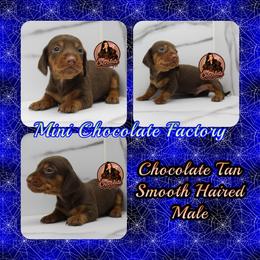 Chocolate tan smooth haired - Chocolate and tan male Dachshund puppy in Liberty, Texas from Mini Chocolate Factory