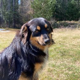 Griz - Australian Shepherd