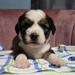 Friday - Sable male Tibetan Terrier puppy in Dorena, Oregon from West Coast Tibetans
