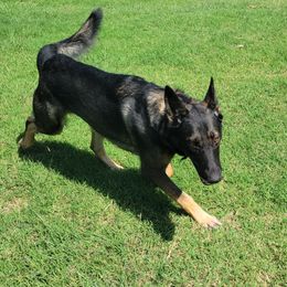 Maverick - Sable German Shepherd puppy in Springtown, Texas from Odom's German Shepherds