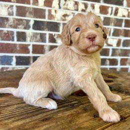 Red Boy - Apricot male Goldendoodle puppy in Huntsville, Alabama from Winchester Doodles