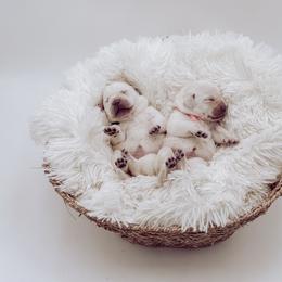 Labrador Retriever Puppies from Bohlken Labradors