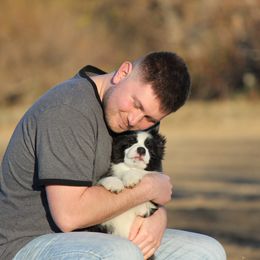 Border Collie Puppies from Kagee Border Collies