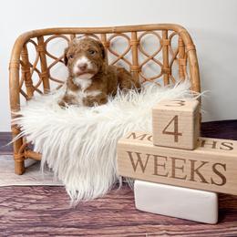 Bahama - Red  male Goldendoodle puppy in from Pink Poodles and Doodles