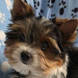Sir Fava Bean - Black tan and white male Biewer Terrier puppy in Richwood, Ohio from Sweet Shoppe of Biewers and Biros