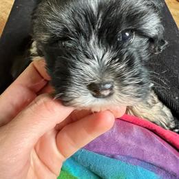 Dark Socks - Black and silver male Lowchen puppy in Grass Valley, California from Potrero Lowchen