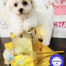 Versace - Cream Maltipoo puppy in San Francisco, California from Royallpoos