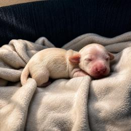 Onyx - Piebald male Dachshund puppy in Crandall, Texas from The Weenie Hut LLC