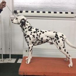 Gero - Dalmatian