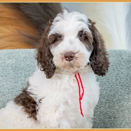 Charlie - Brown male Cockapoo puppy in Connersville, Indiana from Deaz Doodle Ranch