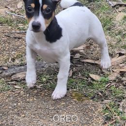 Pup 1 - White and black female Teddy Roosevelt Terrier puppy in Murray, Kentucky from Froschwald German Shepherds and Xanadu Teddy Roosevelt Terriers