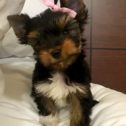 Yorkshire Terrier Puppies from Enchanted by Yorkies