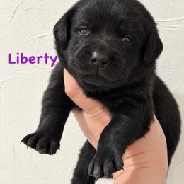 Liberty - Black female Labrador Retriever puppy in Tomahawk, Wisconsin from Mahner Labs