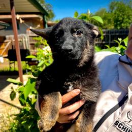 Alexa (girl red) - Black and tan female German Shepherd puppy in San Antonio, Texas from CISCOK9