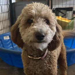 Sookie - Goldendoodle