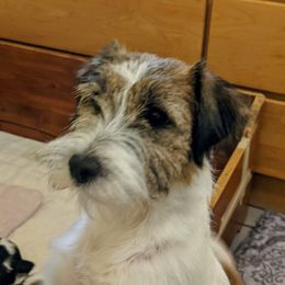 Chili - Russell Terrier