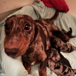 Reese - Dachshund